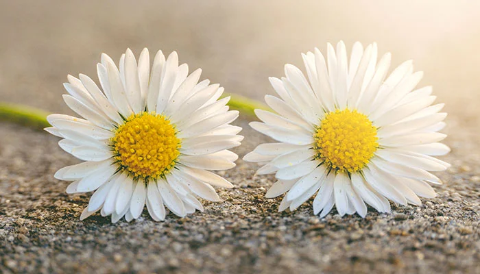 New Feature: Duplicate All the Things