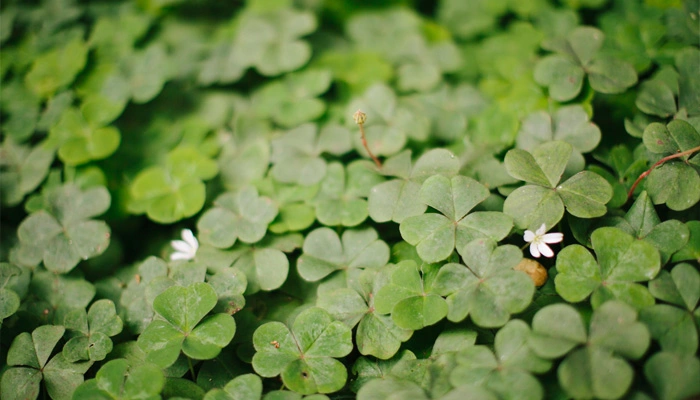 8 Ways to Gain Referrals and Rock More Income